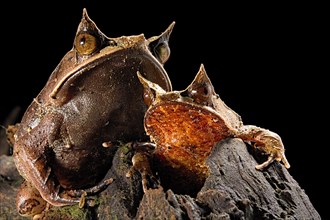 Two Long-nosed horned frogs (Megophrys nasuta)