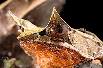 Long-nosed horned frog (Megophrys nasuta)