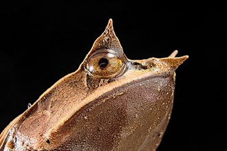 Long-nosed horned frog (Megophrys nasuta)