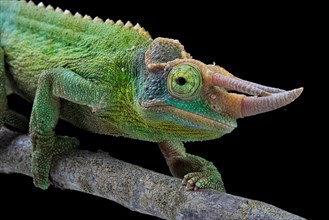 Jackson's chameleon (Trioceros jacksonii) Captive. Kenya