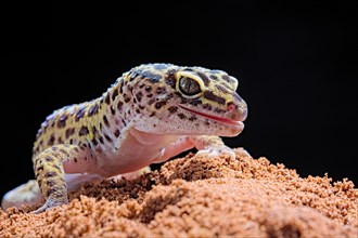 Leopard Gecko (Eublepharis macularius) Captive. Afghanistan