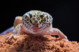 Leopard Gecko (Eublepharis macularius) Captive. Afghanistan