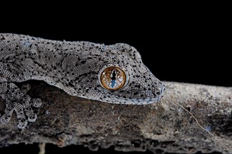 Eastern Spiny-tailed Gecko (Strophurus williamsi) Captive. Australia