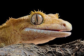 Eyelash gecko (Correlophus ciliatus)