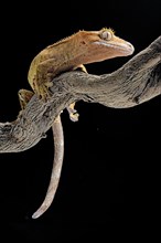 Eyelash gecko (Correlophus ciliatus) on a perch
