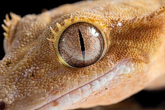 Eyelash gecko (Correlophus ciliatus)