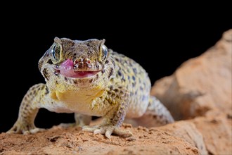 Frog-eyed gecko (Teratoscincus roborowskii)