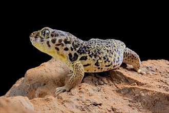 Frog-eyed gecko (Teratoscincus roborowskii)