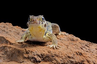 Frog-eyed gecko (Teratoscincus roborowskii)