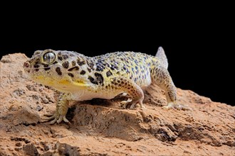 Frog-eyed gecko (Teratoscincus roborowskii)