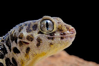 Frog-eyed gecko (Teratoscincus roborowskii)