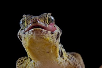 Frog-eyed gecko (Teratoscincus roborowskii)