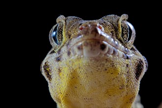 Frog-eyed gecko (Teratoscincus roborowskii)