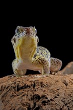 Frog-eyed gecko (Teratoscincus roborowskii)