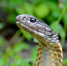 King Cobra (Ophiophagus hannah) Bohol