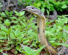 King Cobra (Ophiophagus hannah) Bohol