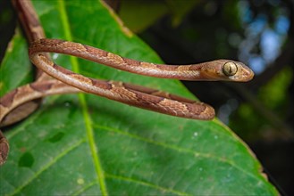 Blunthead Tree Snake (Imantodes cenchoa)