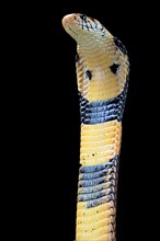 Forest cobra (Naja melanoleuca) Captive. Cameroon