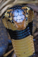 Forest cobra (Naja melanoleuca) Captive. Cameroon