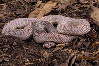 Cape File Snake (Gonionotophis sp)
