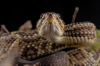 Cascabel Rattlesnake (Crotalus durissus terrificus) captive