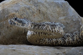 Speckled rattlesnake (Crotalus pyrrhus)