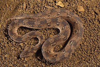 Carpet viper (Echis ocellatus) Captive. Africa