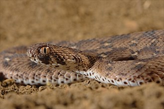 Carpet viper (Echis ocellatus) Captive. Africa
