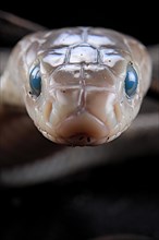 Taiwan cobra (Naja atra formosa) Captive. Taiwan