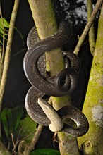 Macklot's python (Liasis mackloti) Papuan