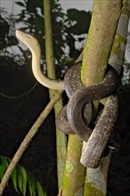 Macklot's python (Liasis mackloti) Papuan