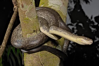 Macklot's python (Liasis mackloti) Papuan