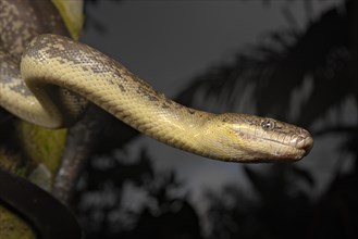 Macklot's python (Liasis mackloti)