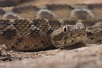 Egyptian saw-scaled viper (Echis pyramidum) .Egypt