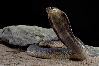 Egyptian Cobra (Naja haje) Captive. Egypte