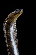 Egyptian Cobra (Naja haje) Captive. Egypte