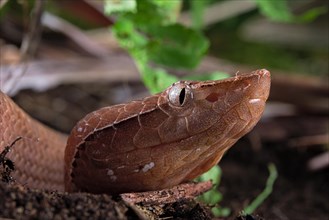 Hump-nosed Pit viper (Hypnale hypnale)