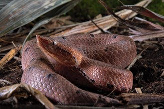 Hump-nosed Pit viper (Hypnale hypnale)
