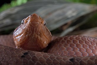 Hump-nosed Pit viper (Hypnale hypnale)