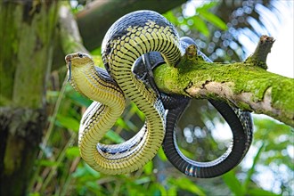 Jansens Rat Snake (Gonyosoma jansenii) North Sulawesi