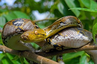 Reticulated python (Malayopython reticulatus)