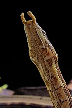 Tentale snake (Erpeton tentaculatum) captive