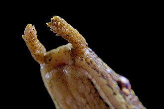 Tentale snake (Erpeton tentaculatum) captive