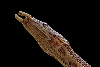 Tentale snake (Erpeton tentaculatum) captive