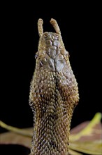 Tentale snake (Erpeton tentaculatum) captive