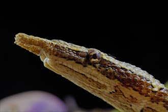 Tentale snake (Erpeton tentaculatum) captive