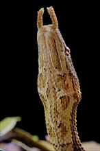 Tentale snake (Erpeton tentaculatum) captive