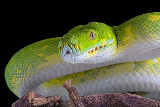 Green tree python (Morelia viridis) Biak locality. captive