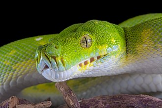 Green tree python (Morelia viridis) Biak locality. captive