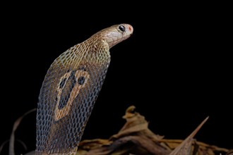 Indian cobra (Naja naja) Captive. India